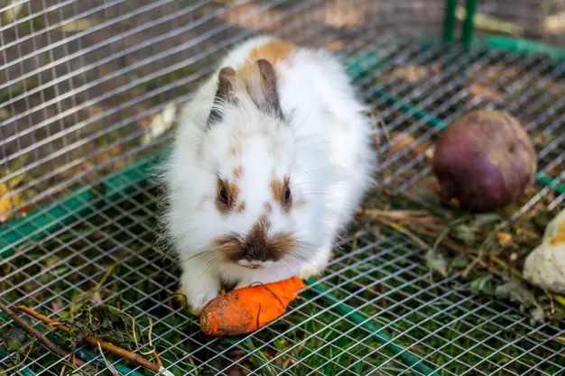 Lưới thép làm chuồng thỏ, các loại lưới thép làm chuồng thỏ tốt nhất